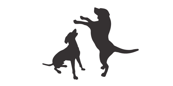 Two dogs playing